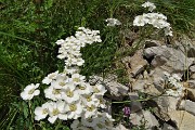 63 Millefoglio di Clavena (Achillea Clavenae) con Viola di Duby (Viola dubyana)